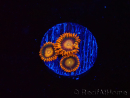 WYSIWYG - Zoanthus Orange Oxyde