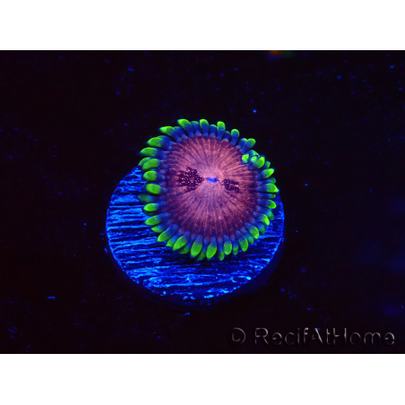 WYSIWYG - Zoanthus Space Monster 40F9
