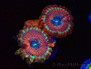 WYSIWYG - Zoanthus Happy People Eater 40G5