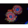 WYSIWYG - Zoanthus Happy People Eater 40G5