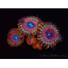 WYSIWYG - Zoanthus Happy People Eater 40G7