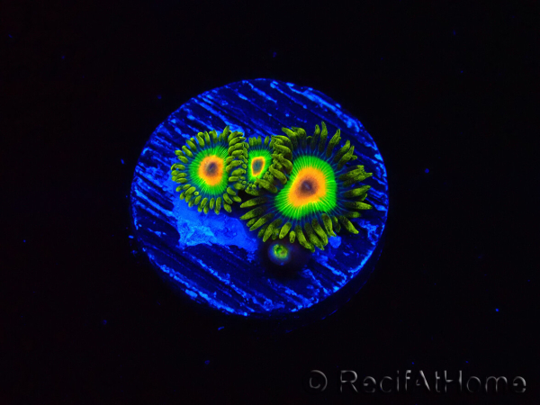 WYSIWYG - Zoanthus Rasta 40H5