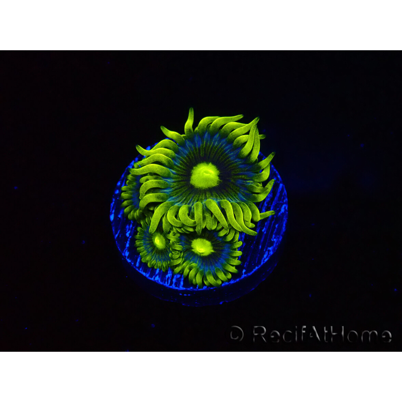WYSIWYG - Zoanthus Corona 40J1