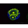 WYSIWYG - Zoanthus Corona 40J2