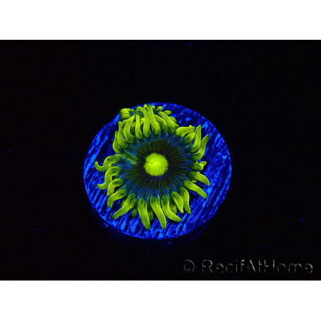 WYSIWYG - Zoanthus Corona 40J5