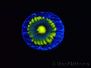 WYSIWYG - Zoanthus Corona 40J6