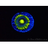 WYSIWYG - Zoanthus Corona 40J6