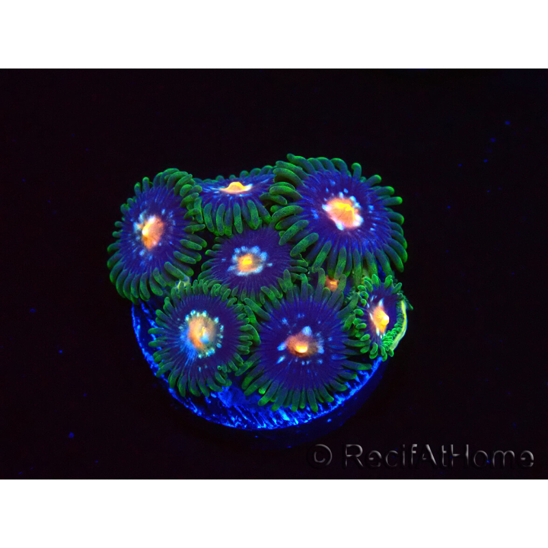 WYSIWYG - JF Zoanthus Stargazer 40K8