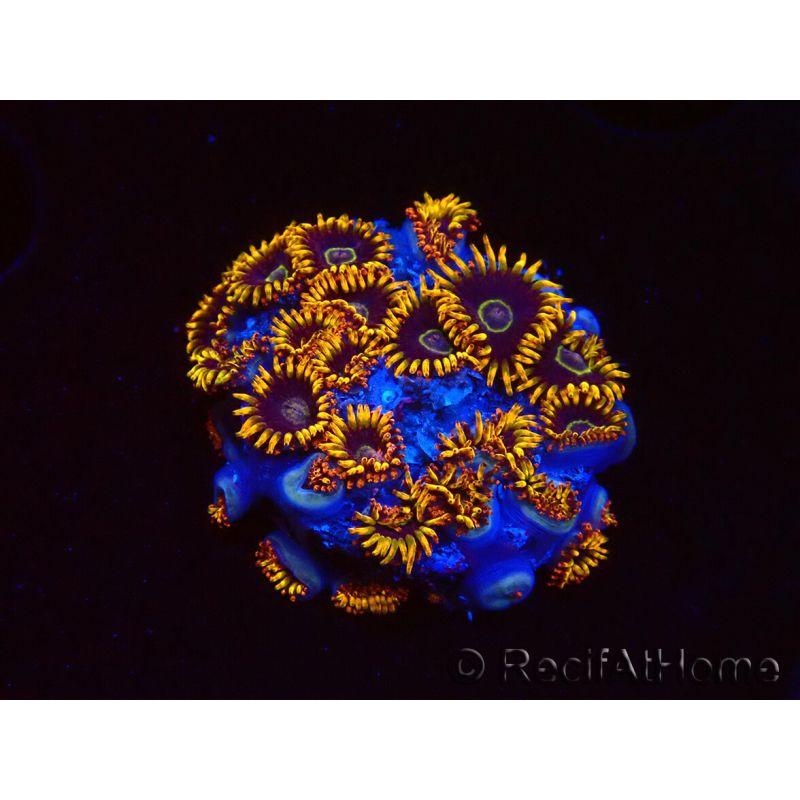 WYSIWYG - Zoanthus Rainbow Hornet 40K9