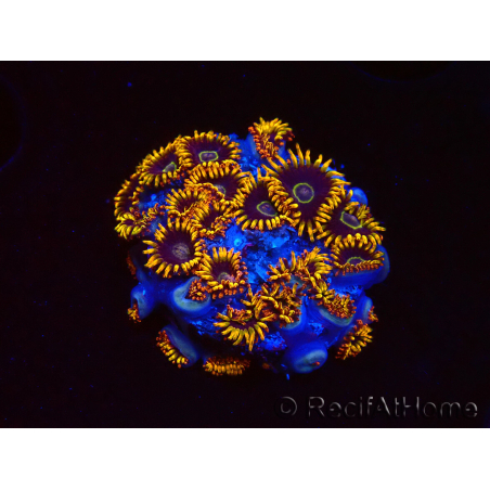 WYSIWYG - Zoanthus Rainbow Hornet 40K9