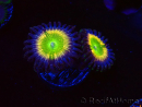 WYSIWYG - Zoanthus Tinkerbells 40L1
