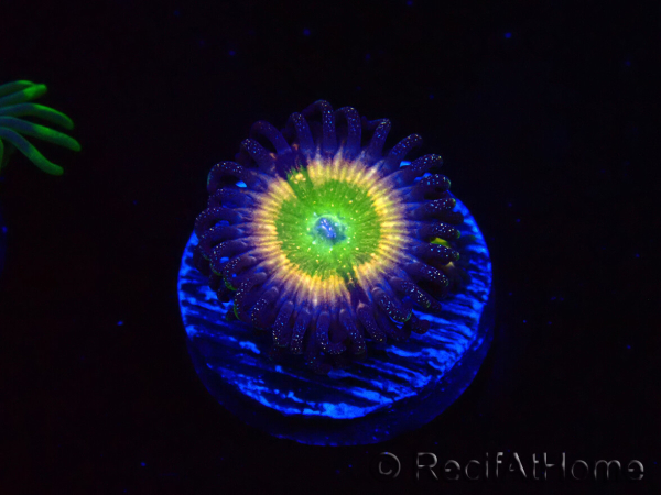 WYSIWYG - Zoanthus Tinkerbells 40L2