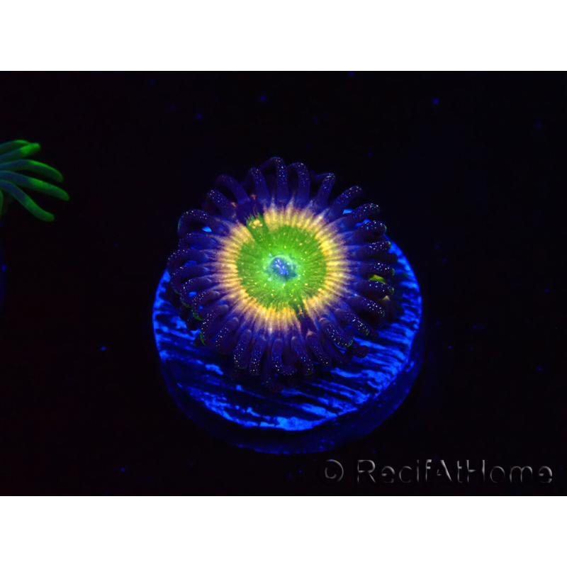WYSIWYG - Zoanthus Tinkerbells 40L2