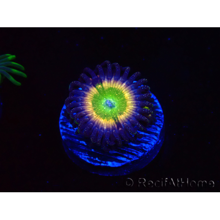 WYSIWYG - Zoanthus Tinkerbells 40L2