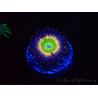 WYSIWYG - Zoanthus Tinkerbells 40L2