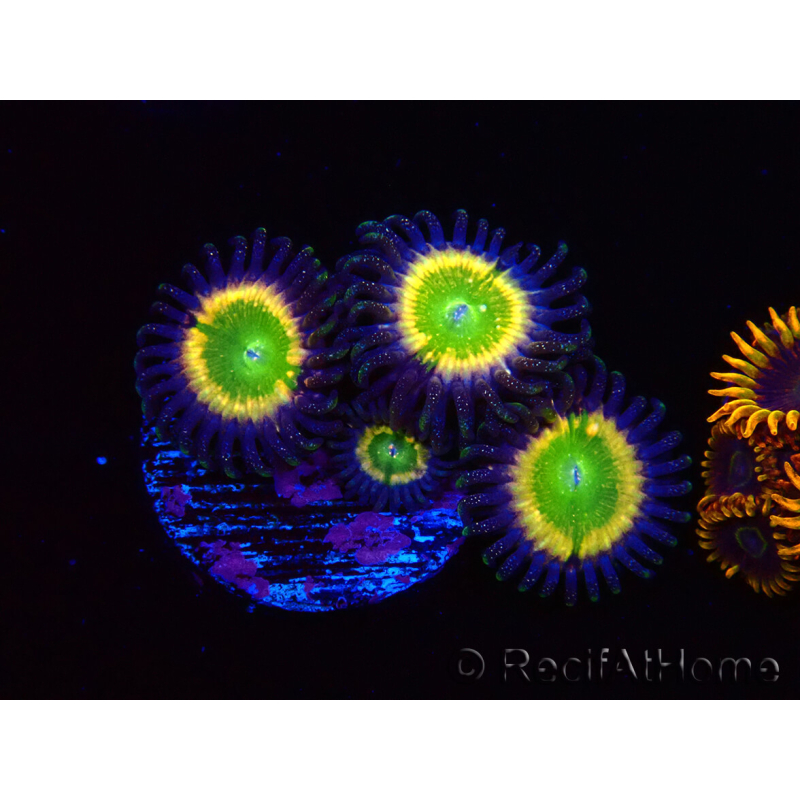 WYSIWYG - Zoanthus Tinkerbells 40L3