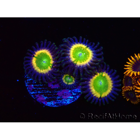 WYSIWYG - Zoanthus Tinkerbells 40L3