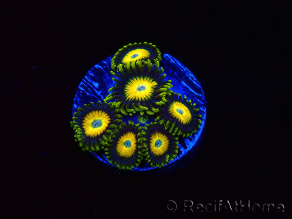 WYSIWYG Zoanthus Scrambled Eggs