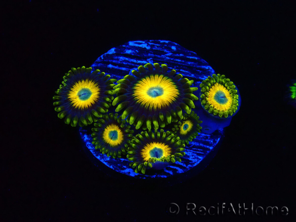 WYSIWYG Zoanthus Scrambled Eggs