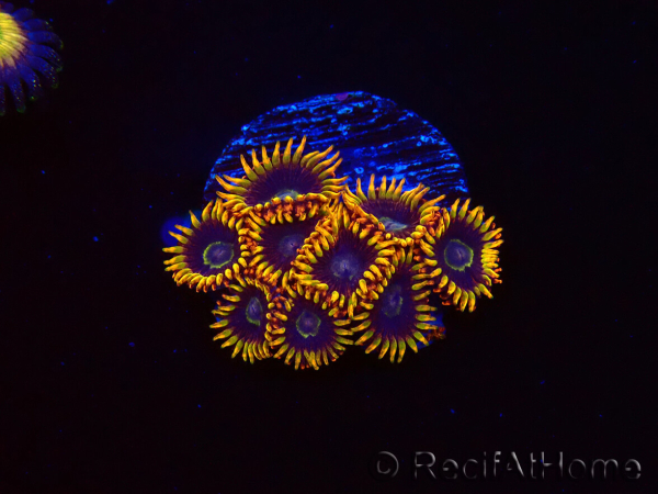 WYSIWYG - Zoanthus Rainbow Hornet