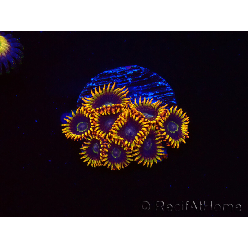 WYSIWYG - Zoanthus Rainbow Hornet