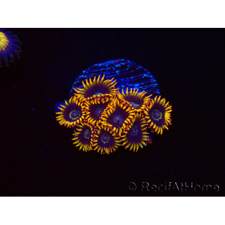 WYSIWYG - Zoanthus Rainbow Hornet