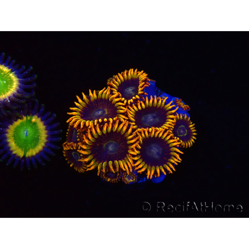 WYSIWYG - Zoanthus Rainbow Hornet 40M5