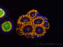 WYSIWYG - Zoanthus Rainbow Hornet