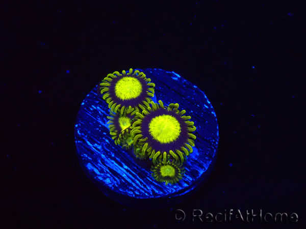 WYSIWYG - Zoanthus King Midas