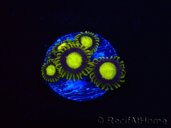 WYSIWYG - Zoanthus King Midas 40R2
