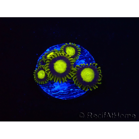 WYSIWYG - Zoanthus King Midas 40R2