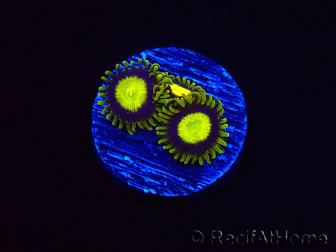 WYSIWYG - Zoanthus King Midas 40R4