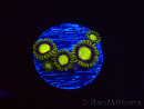 WYSIWYG - Zoanthus King Midas 40R8