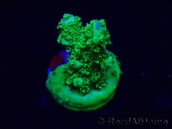 WYSIWYG Acropora Maricoltura acclimatata a LED