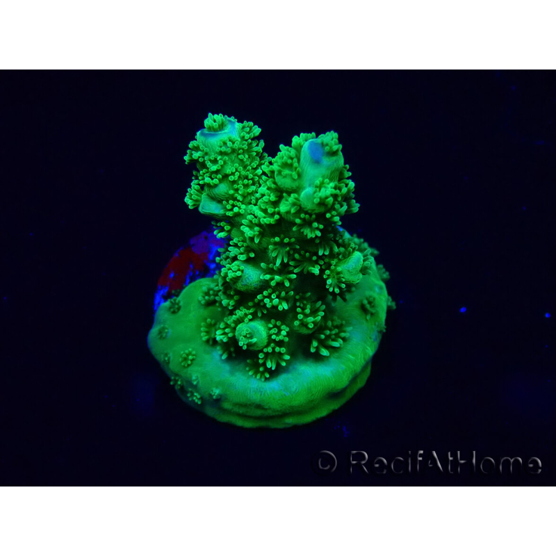 WYSIWYG Acropora 15A1 Mariculture acclimaté led