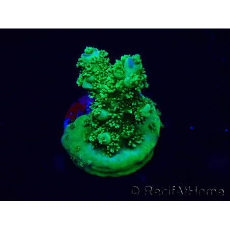 WYSIWYG Acropora Maricultura aclimatada LED