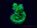 WYSIWYG Acropora Maricultuur geacclimatiseerd LED