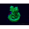 WYSIWYG Acropora Maricultura aclimatada LED