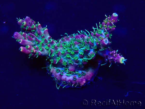 WYSIWYG Acropora Australien akklimatisiert LED
