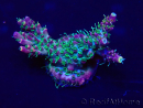 WYSIWYG Acropora Australie acclimaté led