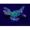 WYSIWYG Acropora 15A2 Mariculture acclimaté led