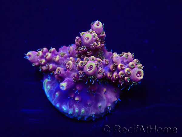 WYSIWYG Acropora Australie acclimaté led