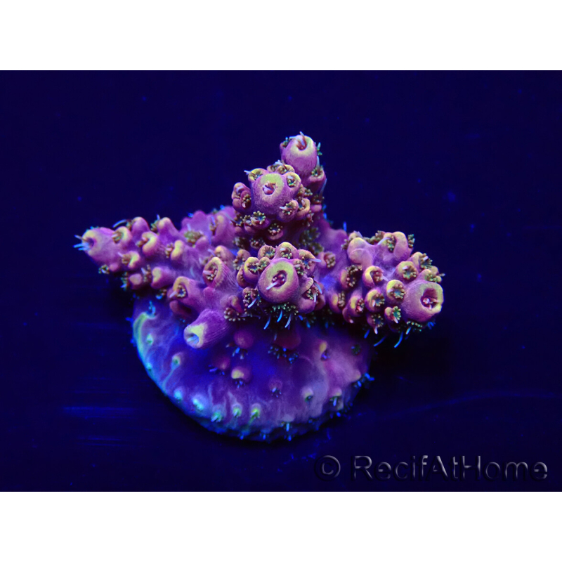 WYSIWYG Acropora Australien akklimatisiert LED