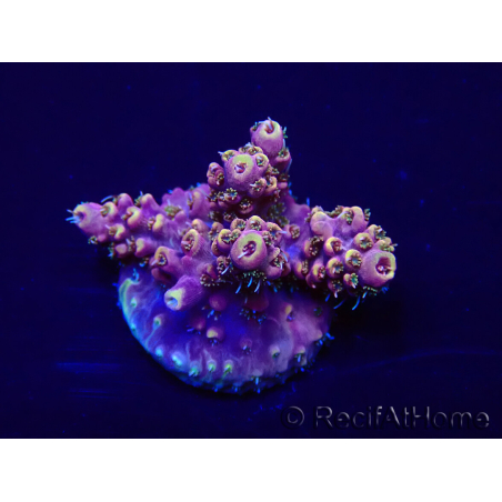 WYSIWYG Acropora Australia acclimated LED