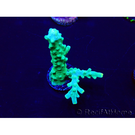 WYSIWYG Acropora acclimaté led