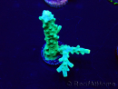 WYSIWYG Acropora acclimaté led