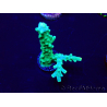 WYSIWYG Acropora acclimaté led