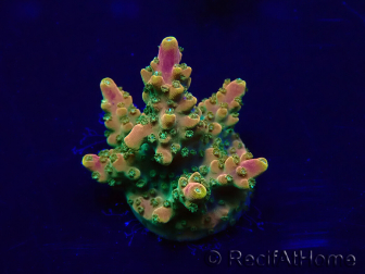WYSIWYG Acropora 15A7 Mariculture acclimaté led