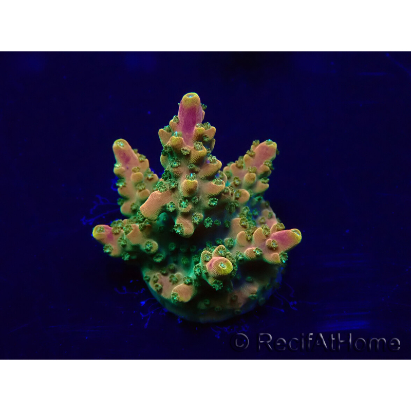 WYSIWYG Acropora 15A7 Mariculture acclimaté led
