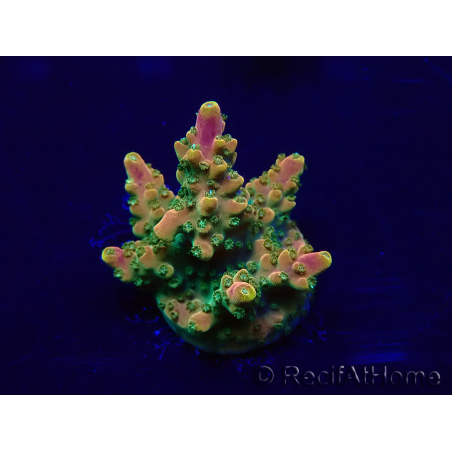 WYSIWYG Acropora Marikultur akklimatisiert LED